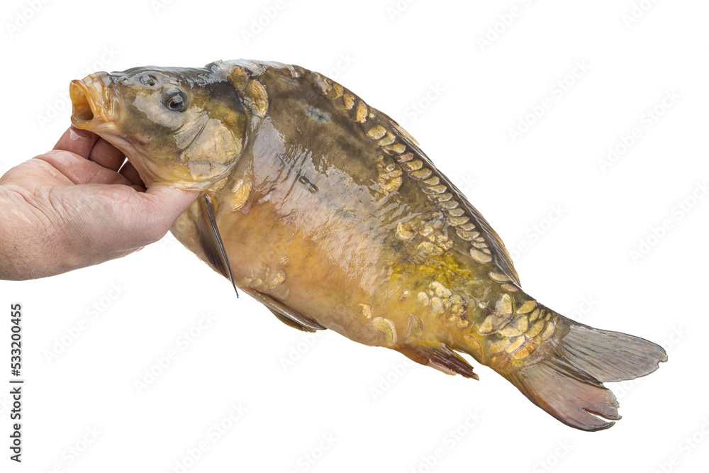 Fototapeta premium Raw fish carp