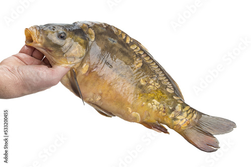 Fototapeta Naklejka Na Ścianę i Meble -  Raw fish carp