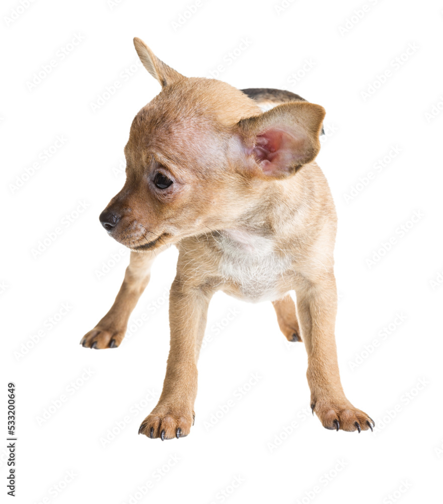 short haired chihuahua puppy in front of a white background short haired chihuahua puppy in front of a white background