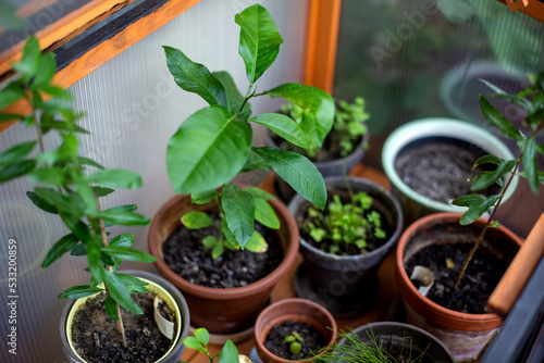close-up of plants in small greenhouse on balcony