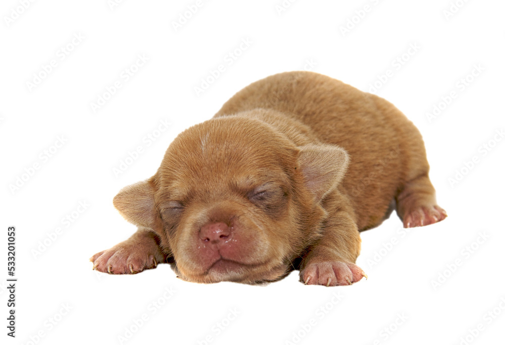 Obraz premium Chihuahua dog on white background