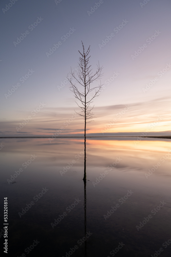 Bare Tree in the North Sea, Denmark Bare Tree in the North Sea, Denmark