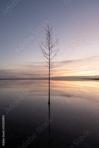 Bare Tree in the North Sea, Denmark © Markus
