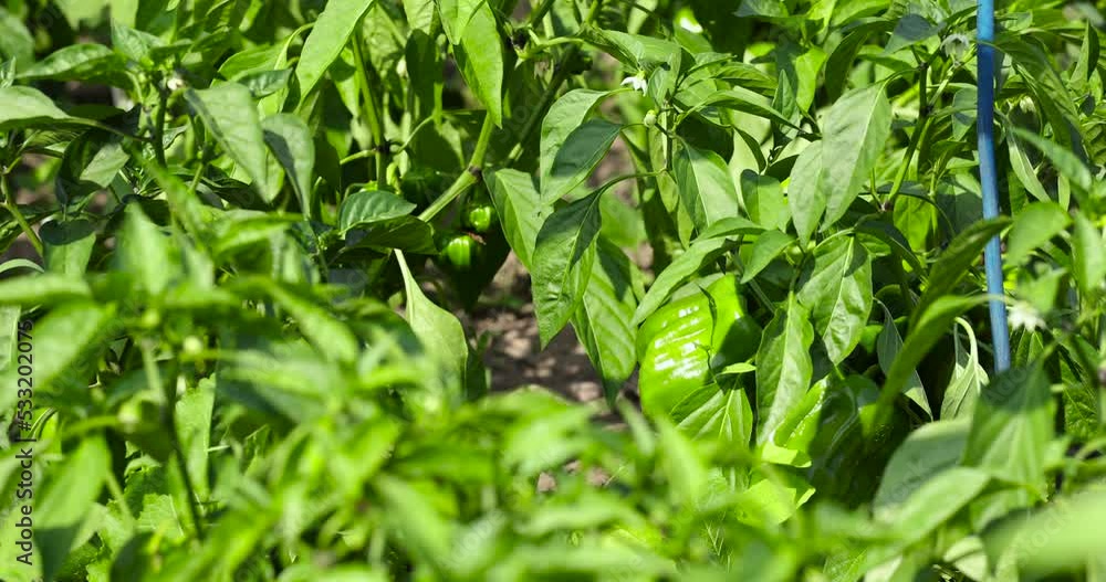 green peppers on a flying field, a field with growing green peppers green peppers on a flying field, a field with growing green peppers