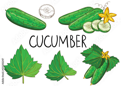 Cucumber isolated on white background. Vector vegetables set.