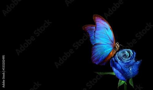 blue tropical morpho butterfly on a bright blue rose in drops of dew isolated on black. blue rose flower in drops of water and butterfly. copy space