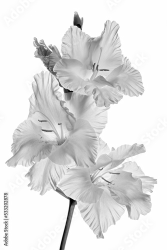 White Gladiola flower in black and white tehnique photo