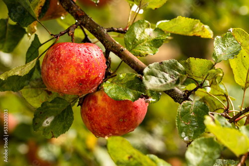 zwei rote Äpfel am Baum, Roter Boskop