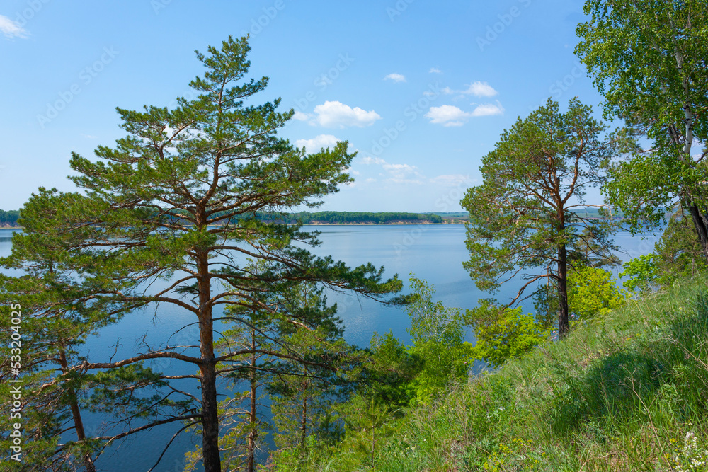 Pine trees on the slope of the Zhiguli mountains near Samara in Russia Pine trees on the slope of the Zhiguli mountains near Samara in Russia