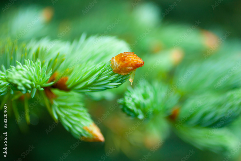 green spruce tree needles on branch in early summer green spruce tree needles on branch in early summer