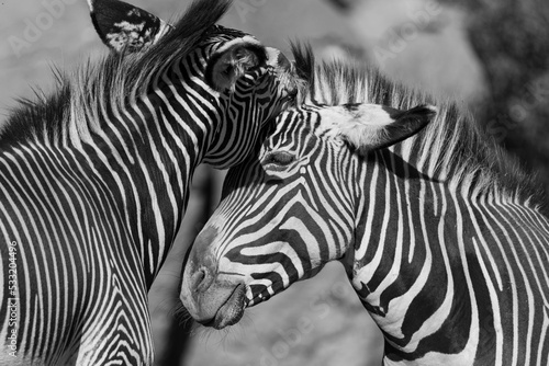 Zebra Love, Monochrome