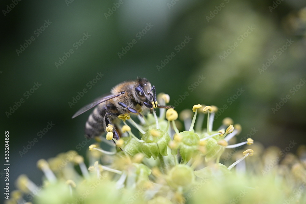 bee on a flower, insect, nature