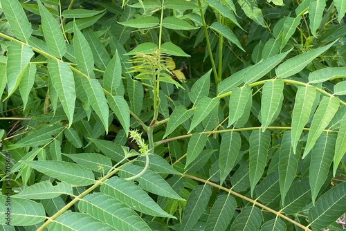 Closeup of lush green leaves of a Ailanthus altissima (tree of heaven, ailanthus, ghetto palm, varnish tree, or Chinese chouchun tree),  a Simaroubaceae plant