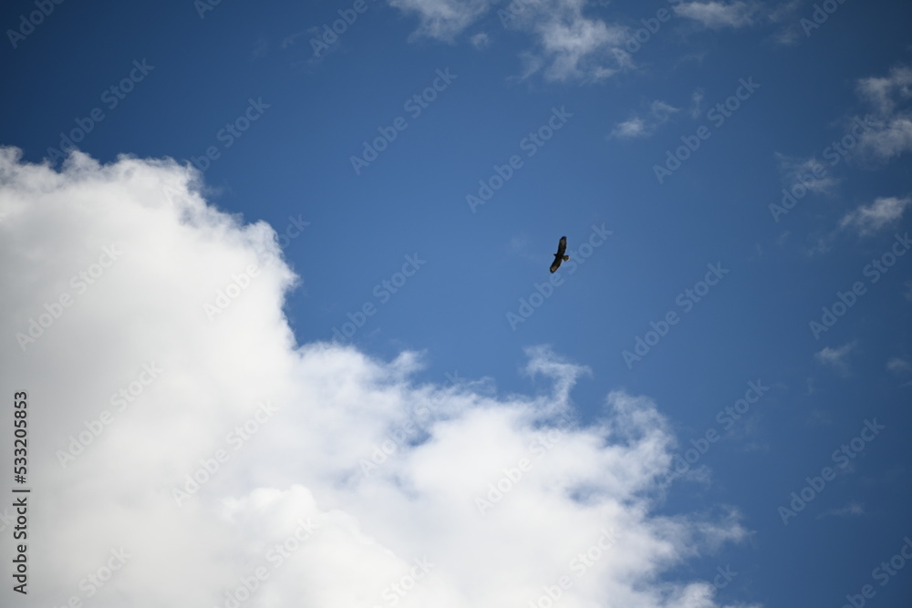 Eagle in the sky Eagle in the sky