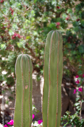 View of the top of two Mexican fencepost pachycereus marginatus cacti