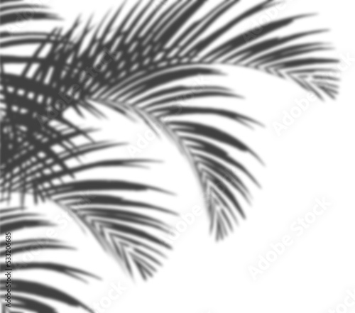 An image of plam leave shadow on the wall.