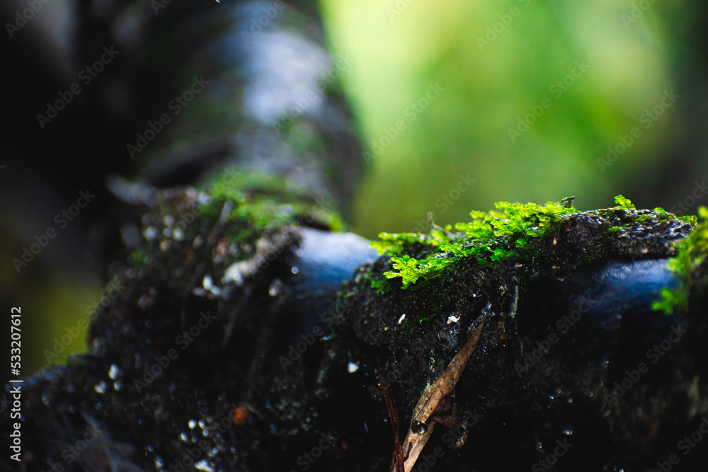 pequeñas hojas hierbas y musgos en un tronco en primer plano con fondo del bosque desenfocado pequeñas hojas hierbas y musgos en un tronco en primer plano con fondo del bosque desenfocado