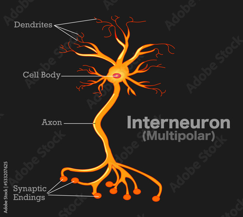 Interneuron multipolar neuron anatomy, structure parts. Single axon and many dendrites, synaptic endings, terminals. Chemical, physical transmission. Dark black background. Draw illustration Vector