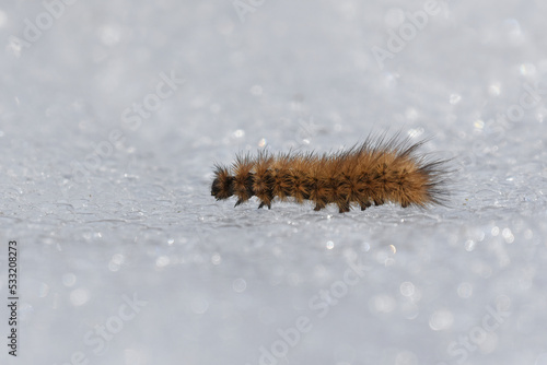 Phragmatobia fuliginosa, the ruby tiger moths larva crawling on the snow. photo