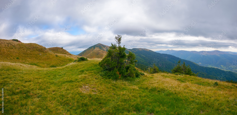 mountain landscape on a cloudy autumn day. nature scenery with colorful grass on the ridge meadows. trees on the hills