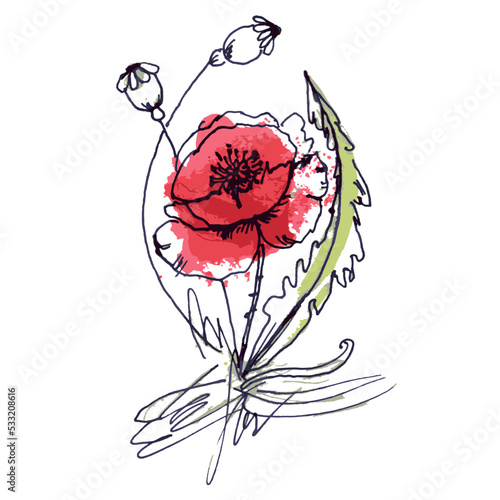 Red poppy with unopened buds, hand-drawn with a black brush, lines.Watercolor. Spring abstract art on white background