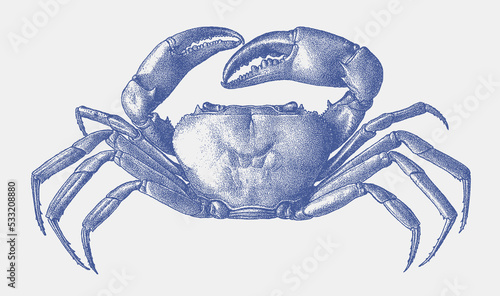 Malawi blue crab potamonautes lirrangensis, endemic African freshwater crab in upside view
