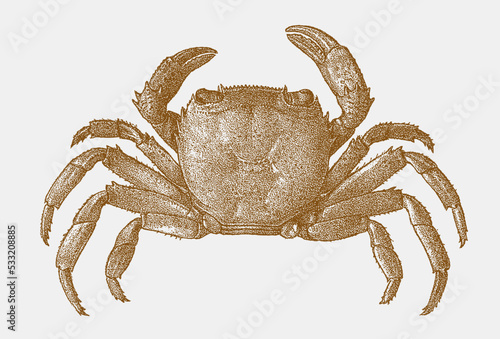 Platythelphusa conculcata, freshwater crab endemic to Lake Tanganyika in upside view