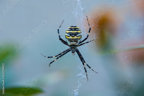 Spider Argiope bruennichi close-up, against a blurred background of greenery and flowers. A wasp-like large spider in the web.