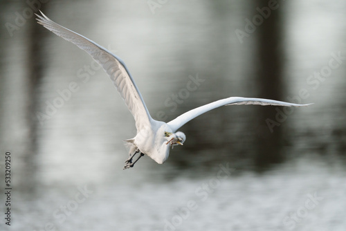 Great Egret flying with chick in beak.