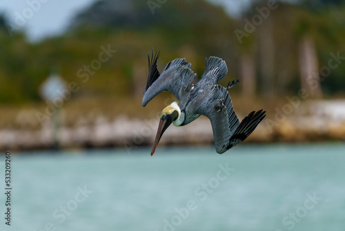 Brown Pelican Diving Venice Floriday captured with Sony A1 Sony 600mm F4 and Sony 1.4 TC photo
