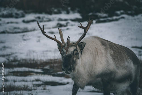 Svalvard reindeer front photo