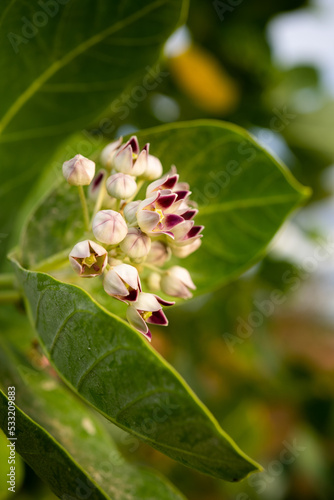 detalhe de arbusto flor de seda (calotropis procera)