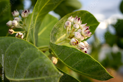 detalhe de arbusto flor de seda (calotropis procera) photo