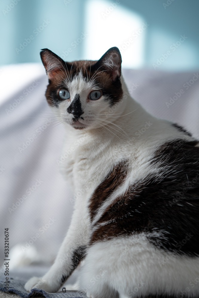 vertical composition. Black and white cat with green eyes looks at the camera