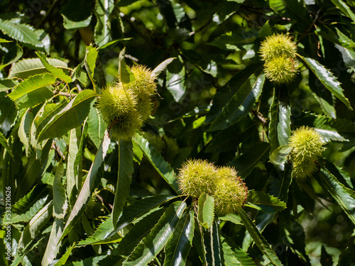chestnut tree with fruits. green chestnut hedgehogs