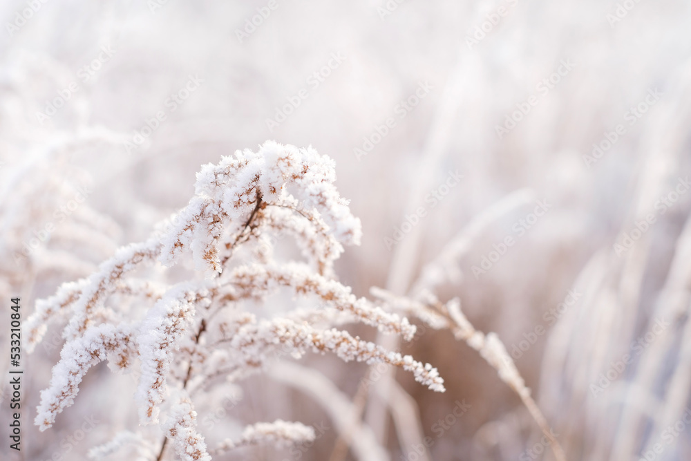 A frozen branch of the plant , covered with snow and frost. The onset of frost. Cold winter time