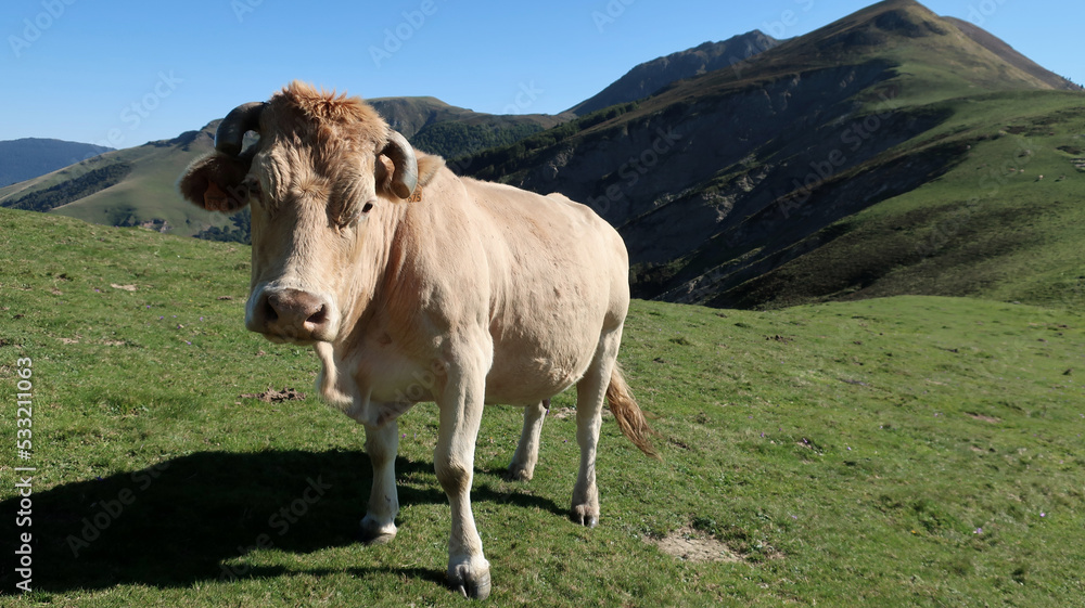 Vaca en la montaña