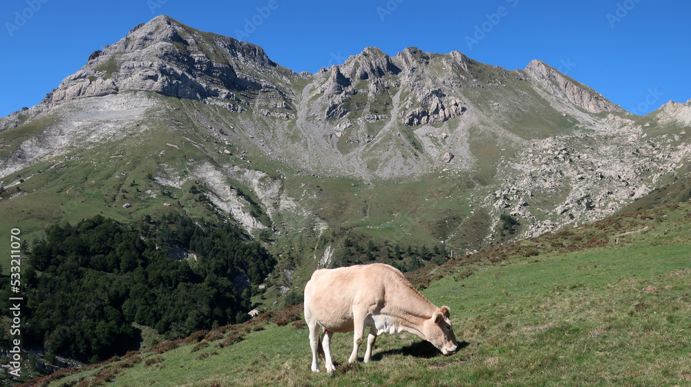 Vaca en la montaña
