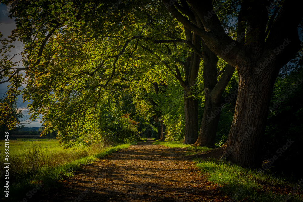 Path tree alley near Rakovnicky creek in Rakovnik town in sunny summer