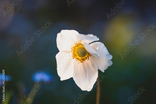 white flower