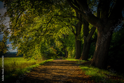 Path tree alley near Rakovnicky creek in Rakovnik town in sunny summer