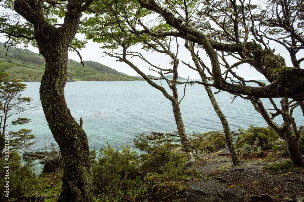 Trees next to the Beagle Channel at the Coastal Trail of Tierra del Fuego National Park, Ushuaia, Argentina.