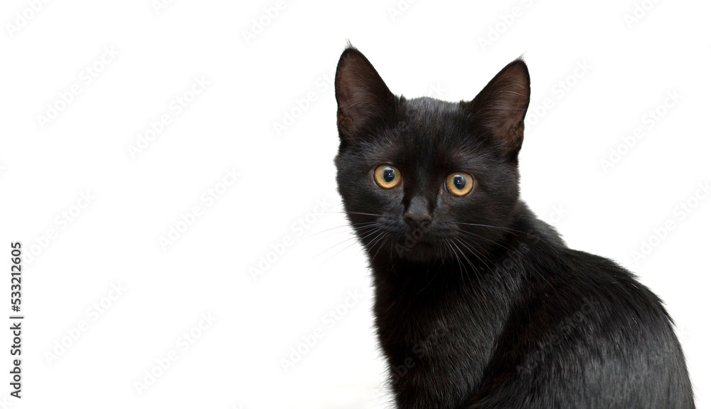 black kitten on a white background