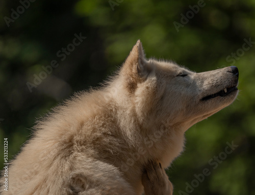 Canis white wolf in summer sunny fresth day