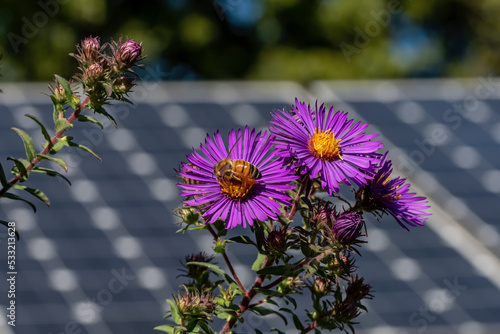 Honey bee on New England Aster flower in a butterfly garden against a backdrop of solar panels on a bright summer’s day.   Pollinating flowers and solar panels form a climate change alliance.
