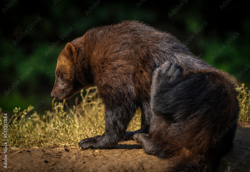Gulo gulo animal in autumn nice sunny morning Gulo gulo animal in autumn nice sunny morning