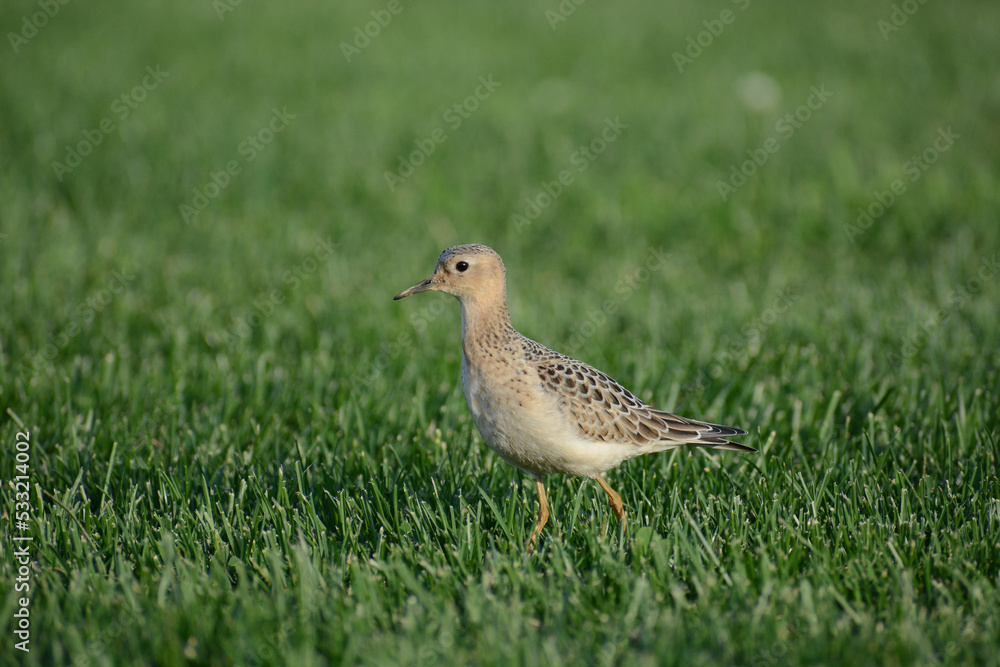 Fototapeta premium Buff-breasted Sandpiper (Calidris subruficollis) on sod grass during fall migration