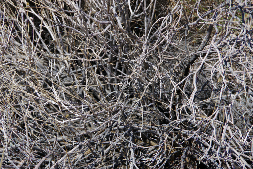 Close-up view of dead dense dry desert brush plants Close-up view of dead dense dry desert brush plants