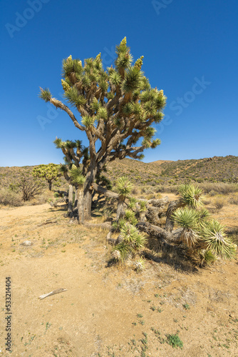 hiking the lost horse mine trail in joshua tree national park, usa