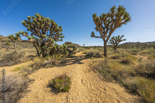 hiking the lost horse mine trail in joshua tree national park  usa